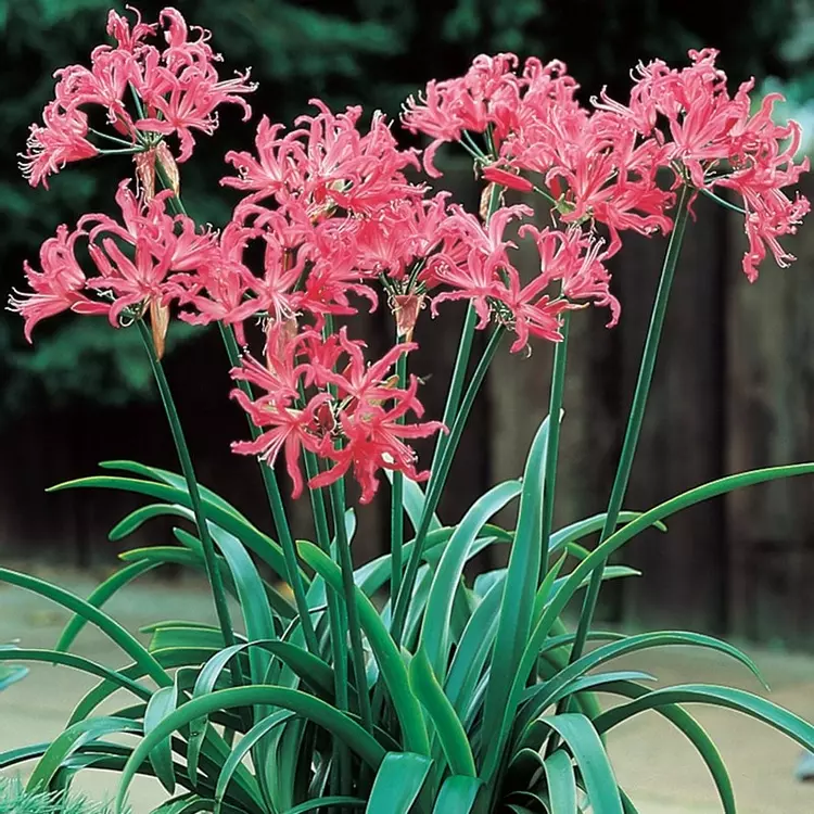 Nerine bowdenii outlet